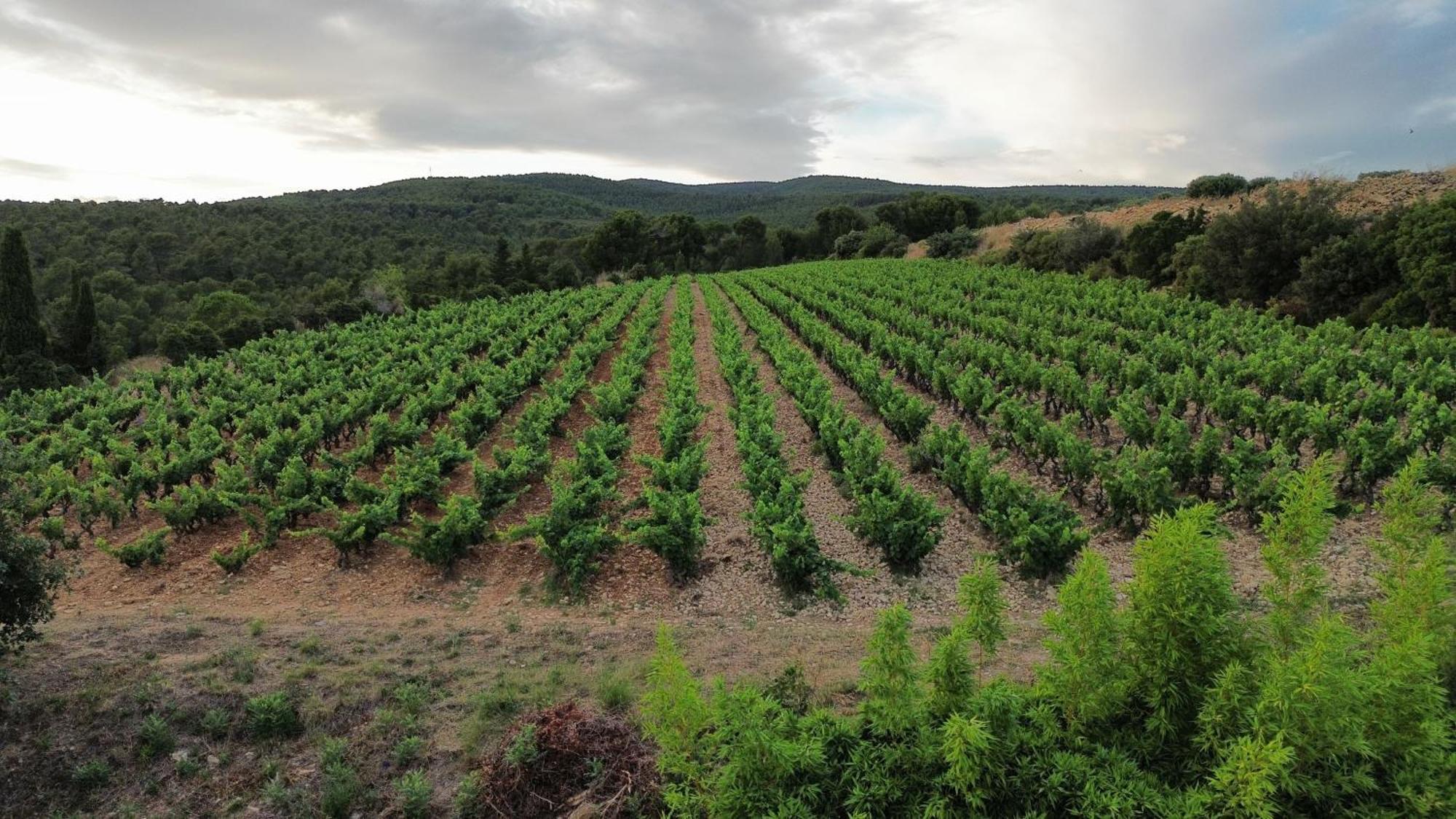 Chambre d'hôtes La Cadière d'Azur Esterno foto